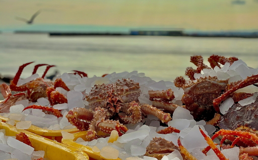 【極生食感】イバラガニ トロ刺し《200g×2p》約4〜5人前（2025年4月15日より順次発送） ABJ020