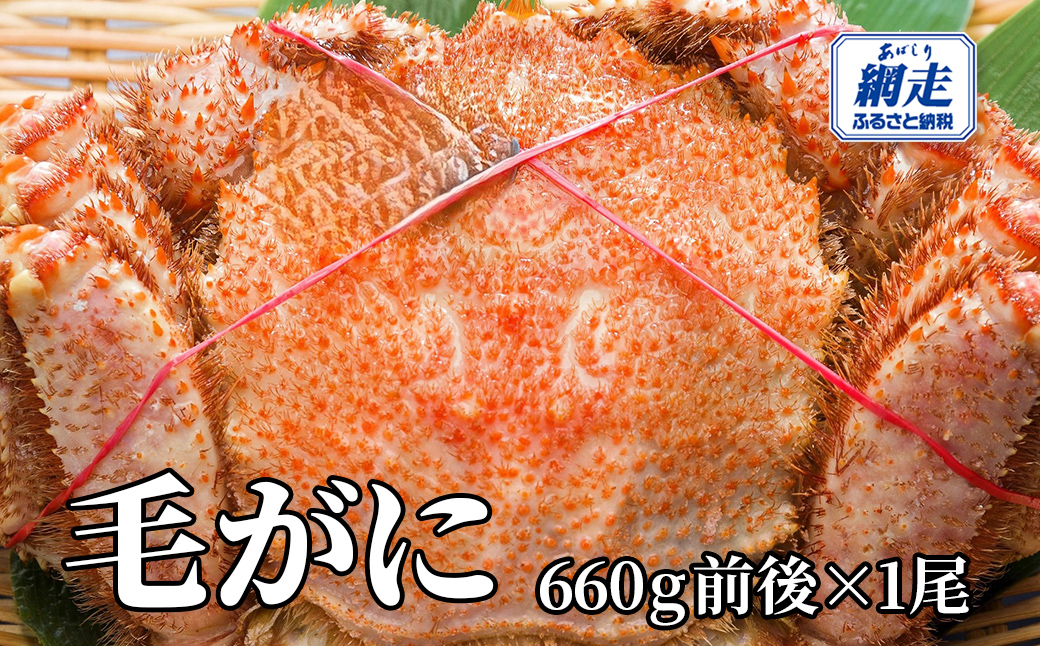 網走産 毛がに660g前後×1尾 ABW106