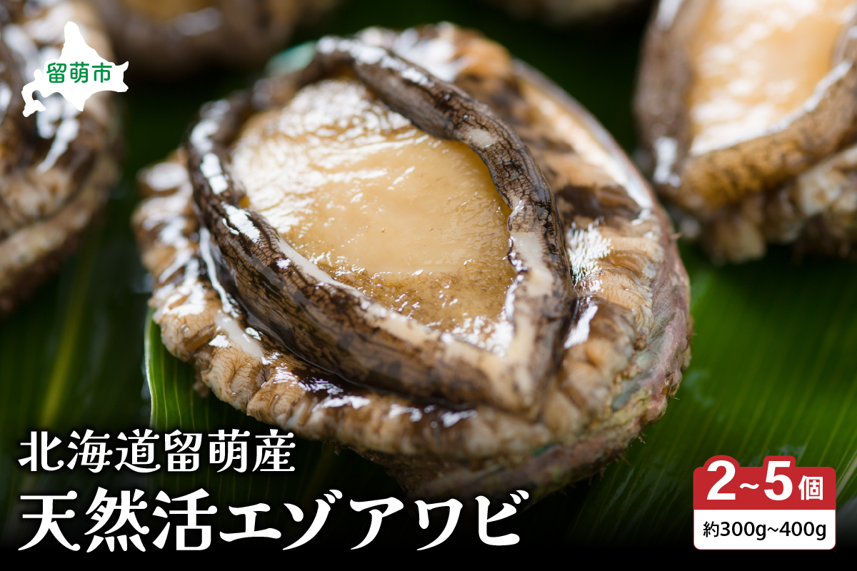 日時指定不可【産地直送　留萌産】天然活エゾアワビ 300ｇ〜400ｇ（2〜5個入り）R006-015