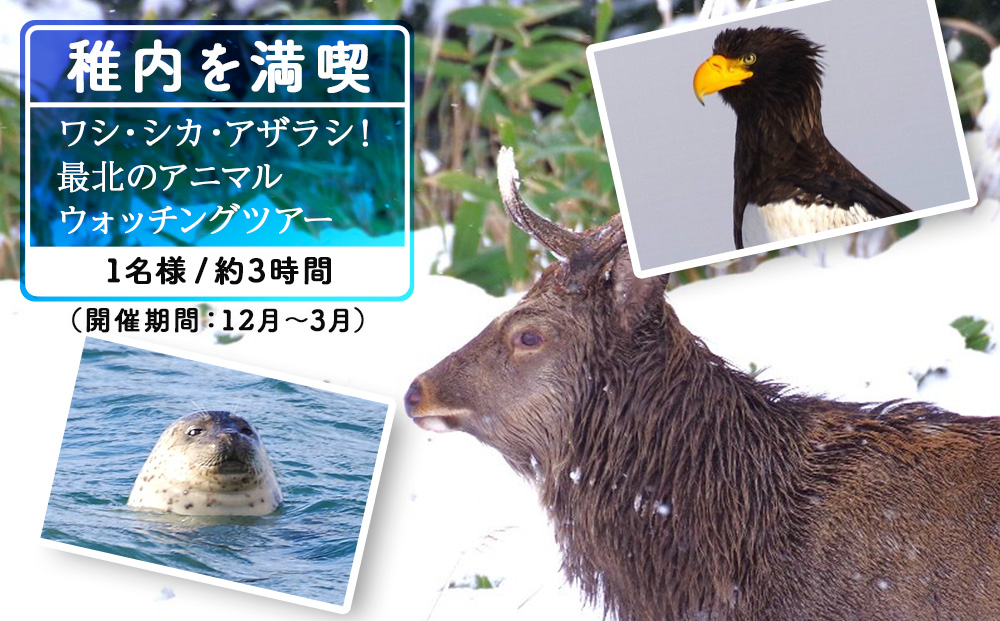 ワシ、シカ、アザラシ！最北のアニマルウォッチングツアー1名様