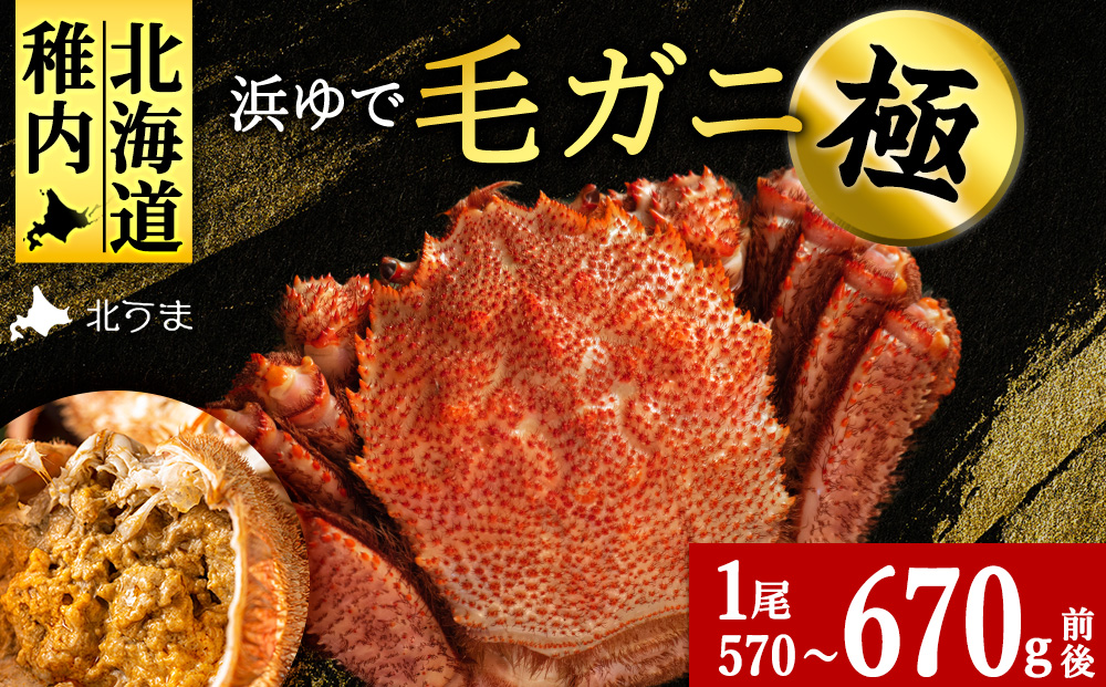 【稚内産・極】 浜ゆで毛ガニ(堅蟹) 570g〜670ｇ×1尾
