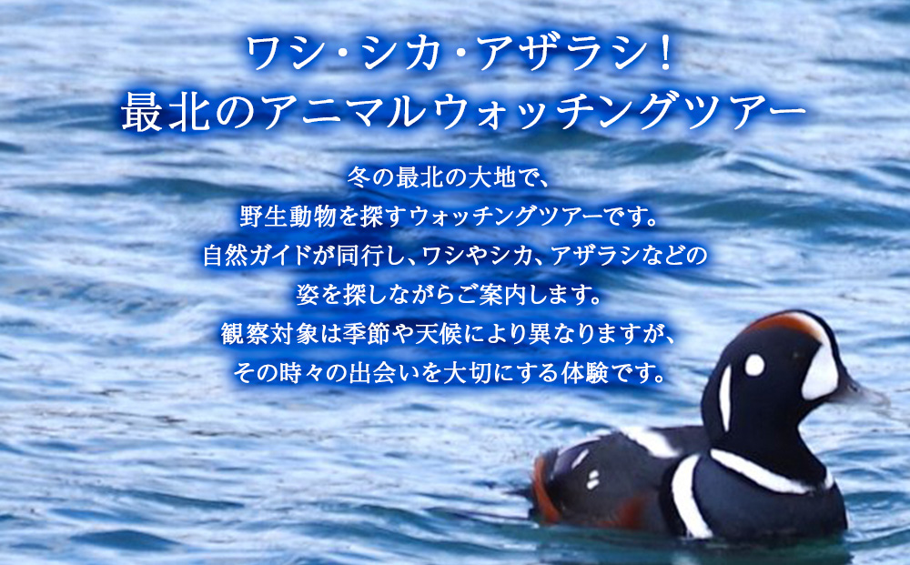 繝ッ繧キ縲√す繧ォ縲√い繧カ繝ゥ繧キシ∵怙蛹励ョ繧「繝九槭Ν繧ヲ繧ゥ繝繝√Φ繧ー繝繧「繝シ1蜷肴ァ