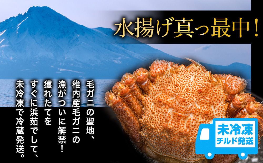 【未冷凍、冷蔵発送! 2026年新物】極・稚内産毛ガニ570g〜670g 浜茹でチルド