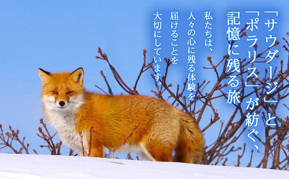 繝ッ繧キ縲√す繧ォ縲√い繧カ繝ゥ繧キシ∵怙蛹励ョ繧「繝九槭Ν繧ヲ繧ゥ繝繝√Φ繧ー繝繧「繝シ1蜷肴ァ