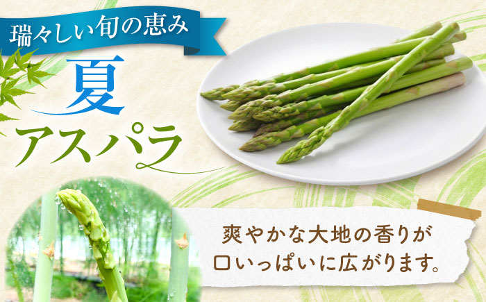 【夏アスパラ】【7月中旬順次発送】雪蔵美人 アスパラガス Lサイズ 1kg | アスパラ グリーンアスパラ アスパラガス 北海道 夏野菜 | JAびばい [BOCC002]