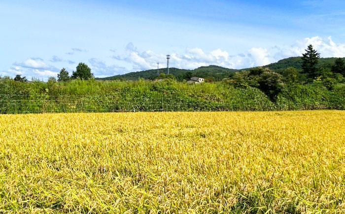 【3回定期便】 令和7年産米 北海道産 ななつぼし 10kg （5kg×2袋）| 米 お米 白米 精米 ななつぼし | 株式会社SKFグループ [BOAY014]