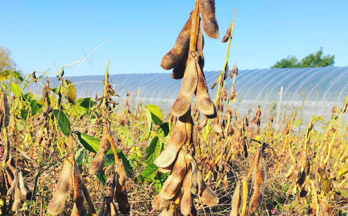 発芽大豆味噌 650g | ユキホマレ 味噌 みそ 発芽大豆 生みそ | あぐりこ園 [BOAA002]