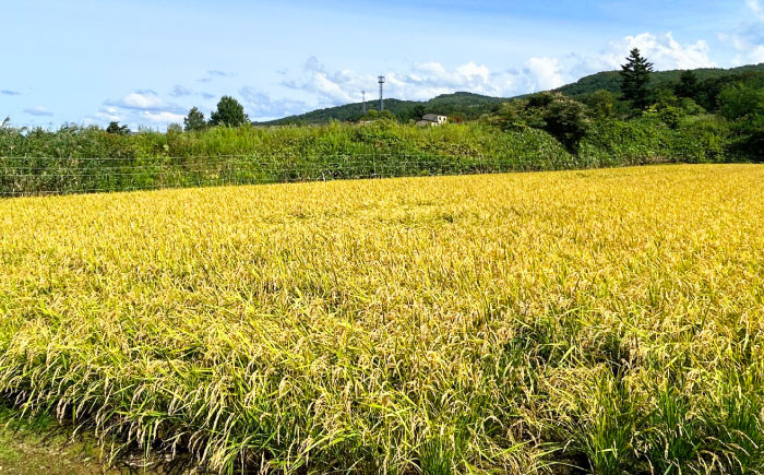 【3回定期便】 令和7年産米 北海道産 ゆめぴりか 5kg | 米 お米 白米 精米 ゆめぴりか | 株式会社SKFグループ [BOAY015]