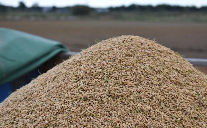 【先行予約】【3回定期便/固定月】 無洗米 令和8年産 北海道 ゆめぴりか 精米 10kg （5kg×2袋）| 2026年11月以降順次発送 | 白米 お米 米 北海道産 コメ | 株式会社松原米穀 [BOCG037]