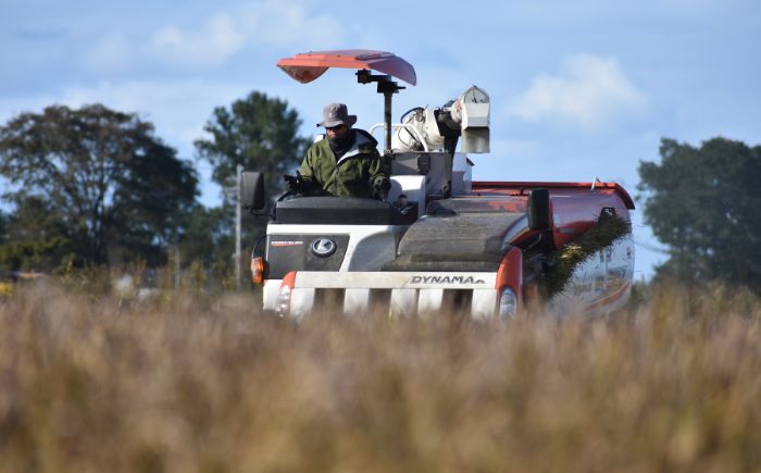 【先行予約】【6回定期便/固定月】 無洗米 令和8年産 北海道 ゆめぴりか 精米 5kg | 2026年11月以降順次発送 | 白米 お米 米 北海道産 コメ | 株式会社松原米穀 [BOCG038]