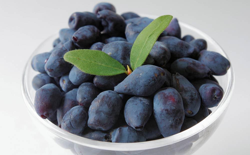 蛹玲オキ驕鍋セ主売逕」繝上せ繧ォ繝繝暦シ600gシ