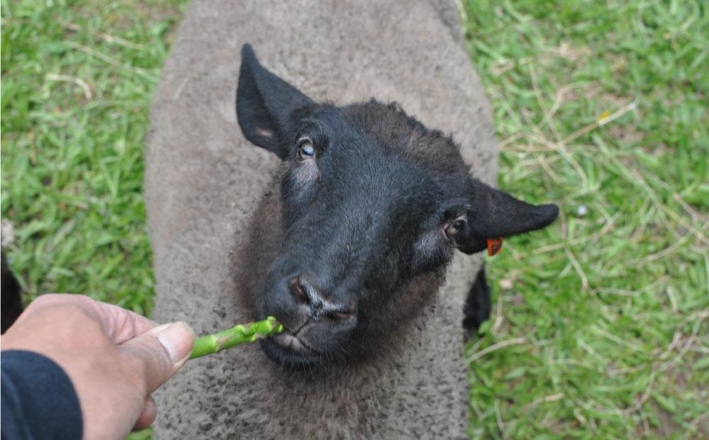 アスパラひつじのボロニアソーセージ