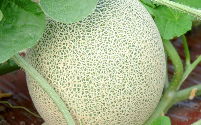 【2026年7月〜順次発送】 赤肉 メロン ルピアレッド 3玉 | 赤肉メロン めろん 先行予約 北海道 メロン赤肉 | JAみねのぶ [BOAG008]