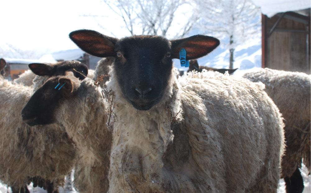 アスパラひつじのボロニアソーセージ