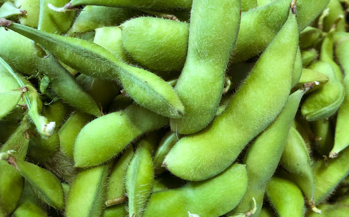 【バランス農法】 枝豆 1kg (大粒ユキホマレ) | えだまめ 野菜 豆 産地直送 北海道 | あぐりこ園 [BOAA005]