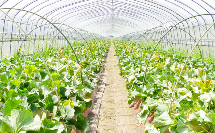 【2026年7月〜順次発送】 赤肉 メロン ルピアレッド 2玉 | 赤肉メロン めろん 先行予約 北海道 メロン赤肉 | JAみねのぶ [BOAG007]