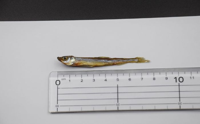 愛犬・愛猫用おやつ 北海道産 ワカサギジャーキー 計400g（200g×2個）| ペットフード ペット用 ジャーキー ドッグフード おやつ | Dear Hounds [BOAE033]