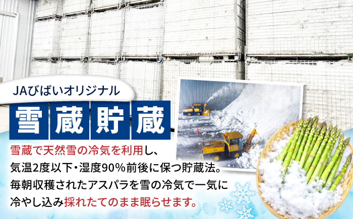 【夏アスパラ】【7月中旬順次発送】雪蔵美人 アスパラガス Lサイズ 1kg | アスパラ グリーンアスパラ アスパラガス 北海道 夏野菜 | JAびばい [BOCC002]