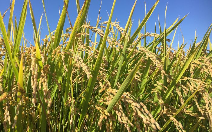 【先行予約】【3回定期便/固定月】 無洗米 令和8年産 北海道 ゆめぴりか 精米 5kg | 2026年11月以降順次発送 | 白米 お米 米 北海道産 コメ | 株式会社松原米穀 [BOCG036]