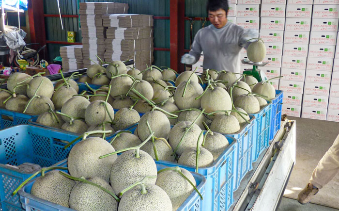 【2026年7月〜順次発送】 赤肉 メロン ルピアレッド 3玉 | 赤肉メロン めろん 先行予約 北海道 メロン赤肉 | JAみねのぶ [BOAG008]