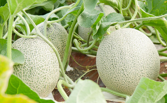 【2026年7月〜順次発送】 赤肉 メロン ルピアレッド 2玉 | 赤肉メロン めろん 先行予約 北海道 メロン赤肉 | JAみねのぶ [BOAG007]