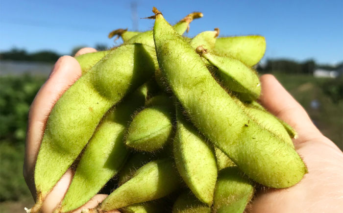 【バランス農法】 枝豆 1kg (大粒ユキホマレ) | えだまめ 野菜 豆 産地直送 北海道 | あぐりこ園 [BOAA005]