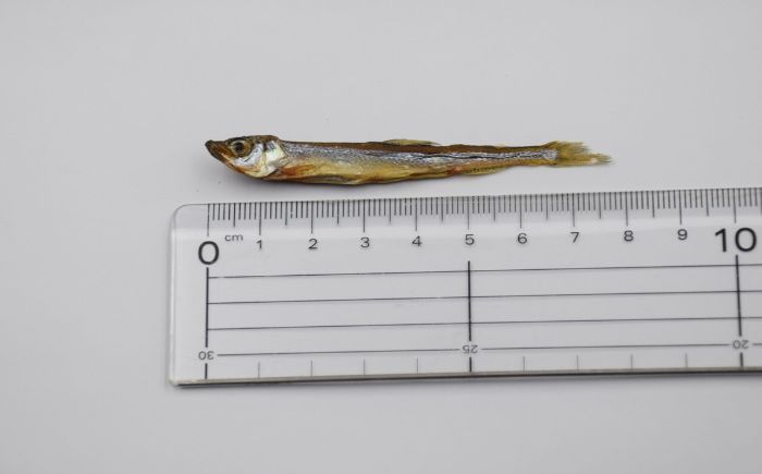 愛犬・愛猫用おやつ 北海道産 ワカサギジャーキー 計200g（100g×2個） | ペットフード ペット用 ジャーキー ドッグフード おやつ | Dear Hounds [BOAE032]