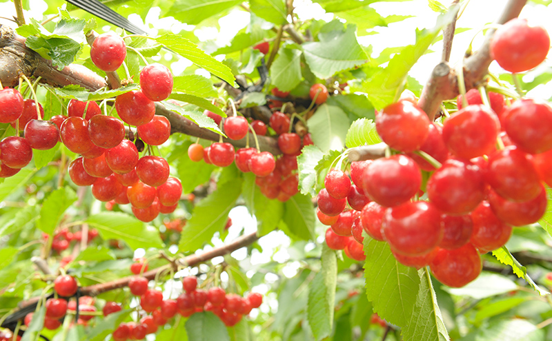 ãã«ãŒãé
¢ 5çš® ã»ãã è©°ãåãã ãããã㌠ãã©ã ãã«ãŒã³ æ¡é
¢ ã¢ãã㢠åéœ ãªãªãŽç³å
¥ã æå®é
¢ èª¿å³æ ãé
¢ é
¢ ãã¬ãã·ã³ã° æ°Žå²ã çé
žæ°Žå²ã åæµ·é èŠå¥åž