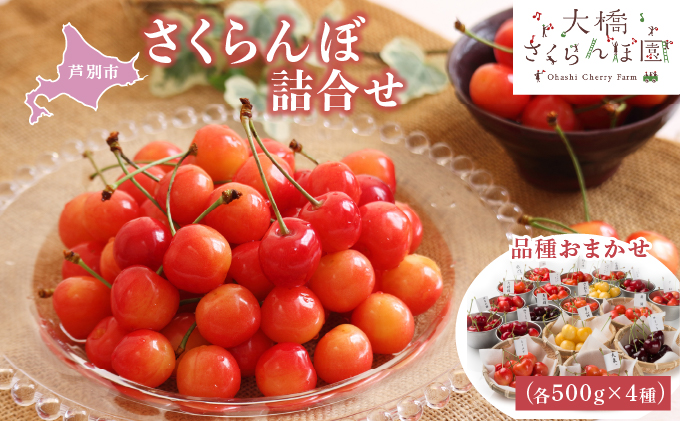 【 先行受付 】さくらんぼ 4種 500g 品種お任せ セット 詰め合わせ 大橋さくらんぼ園 サクランボ チェリー 果物 果物類 フルーツ デザート 完熟 甘い 北海道 芦別市