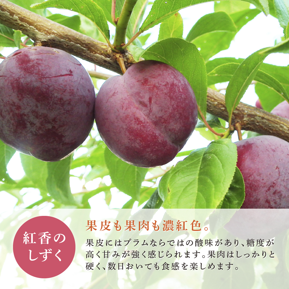 【 先行受付 】プラム 紅香のしずく 1kg 北海道産 すもも フルーツ 果物 旬のフルーツ 旬の果物 くだもの 北海道 芦別市