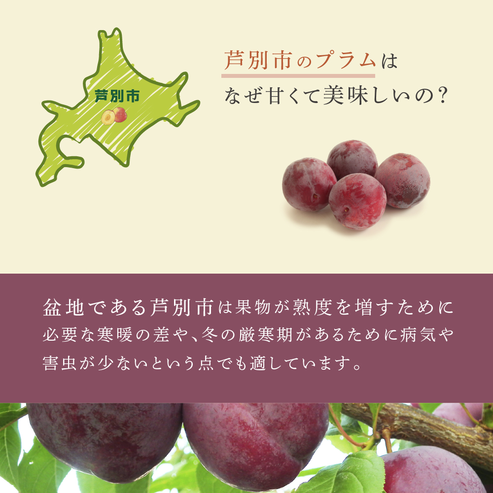 【 先行受付 】プラム 紅香のしずく 1kg 北海道産 すもも フルーツ 果物 旬のフルーツ 旬の果物 くだもの 北海道 芦別市