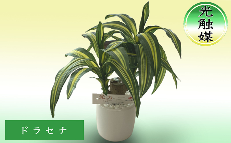 光触媒 造花 ドラセナ 約25cm 観葉植物 フェイクグリーン 抗菌 浄化 消臭 インテリア おしゃれ フェイク 卓上 北海道 芦別市