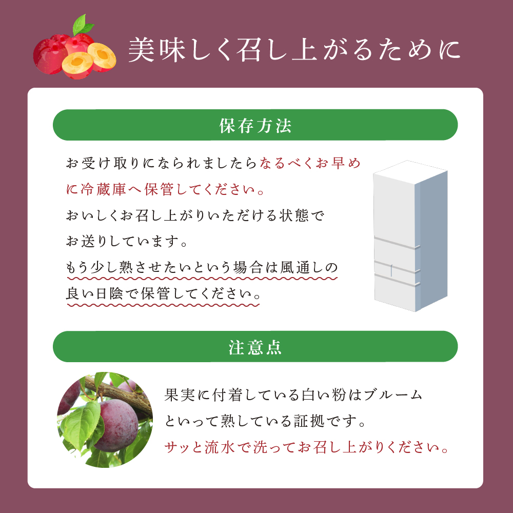 【 先行受付 】プラム 紅香のしずく 1kg 北海道産 すもも フルーツ 果物 旬のフルーツ 旬の果物 くだもの 北海道 芦別市