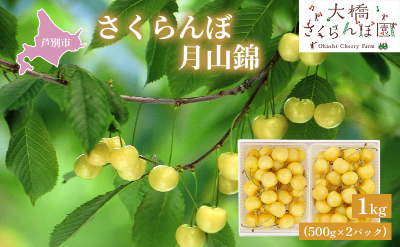 【 先行受付 】さくらんぼ 月山錦 1kg 500g×2パック 農林水産大臣賞 受賞 サクランボ チェリー 果物 果物類 フルーツ デザート 最高級 黄色 大粒 甘い 酸味が少ない さくらんぼの女王 大人気 希少 北海道 芦別市