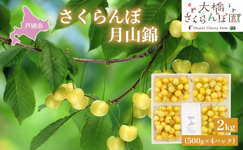 【 先行受付 】さくらんぼ 月山錦 2kg 500g×4パック 農林水産大臣賞 受賞 サクランボ チェリー 果物 果物類 フルーツ デザート 最高級 黄色 大粒 甘い 酸味が少ない さくらんぼの女王 大人気 希少 北海道 芦別市