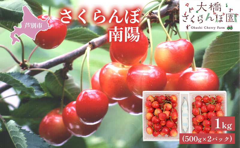 [ 先行受付 ]さくらんぼ 南陽1kg(500g×2パック)高級 サクランボ 北海道 芦別産 赤 3L 果物類 フルーツ チェリー