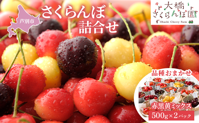 さくらんぼ 500g ×2 パック 赤黒黄ミックス 大橋さくらんぼ園 サクランボ チェリー 果物 果物類 フルーツ デザート 完熟 新鮮 美味しい 人気 北海道 芦別市