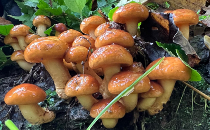 äœéš åæµ·é å£ç¯ã®ããã³ç©ã äœéšãã±ãã 3æ (3åæ§å) ioru äœéšå æ
è¡ åäŸ å€§äºº ã¢ã¯ãã£ãã㣠ã¢ãŠãã㢠ã¹ããŒã ã®ããåž ãã±ãã åž ãã®ã ããã³ ãã®ãé ç
®ç© æžæµ èŠå¥åž