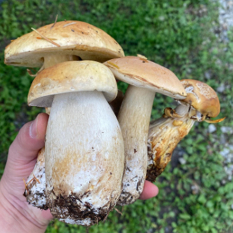 体験 北海道 季節のキノコ狩り 体験チケット 3枚 (3名様分) ioru 体験型 旅行 子供 大人 アクティビティ アウトドア スポーツ ギフト券 チケット 券 きのこ キノコ きのこ鍋 煮物 渓流 芦別市