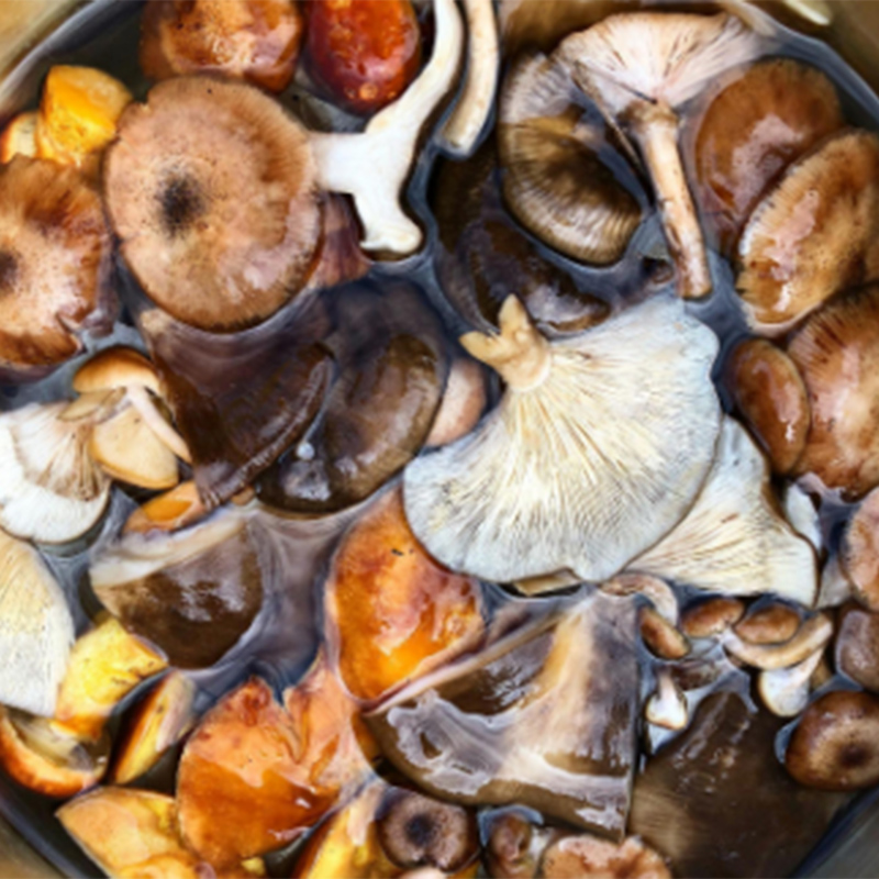 体験 北海道 季節のキノコ狩り 体験チケット 3枚 (3名様分) ioru 体験型 旅行 子供 大人 アクティビティ アウトドア スポーツ ギフト券 チケット 券 きのこ キノコ きのこ鍋 煮物 渓流 芦別市