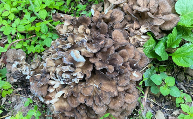 äœéš åæµ·é å£ç¯ã®ããã³ç©ã äœéšãã±ãã 2æ (2åæ§å) ioru äœéšå æ
è¡ åäŸ å€§äºº ã¢ã¯ãã£ãã㣠ã¢ãŠãã㢠ã¹ããŒã ã®ããåž ãã±ãã åž ãã®ã ããã³ ãã®ãé ç
®ç© æžæµ èŠå¥åž