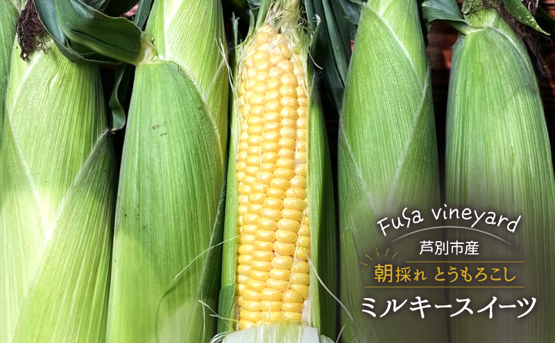 北海道芦別市産 とうもろこし ミルキースイーツ 朝採れ 当日出荷 数量限定 生食可 FuSa vineyard 夏野菜