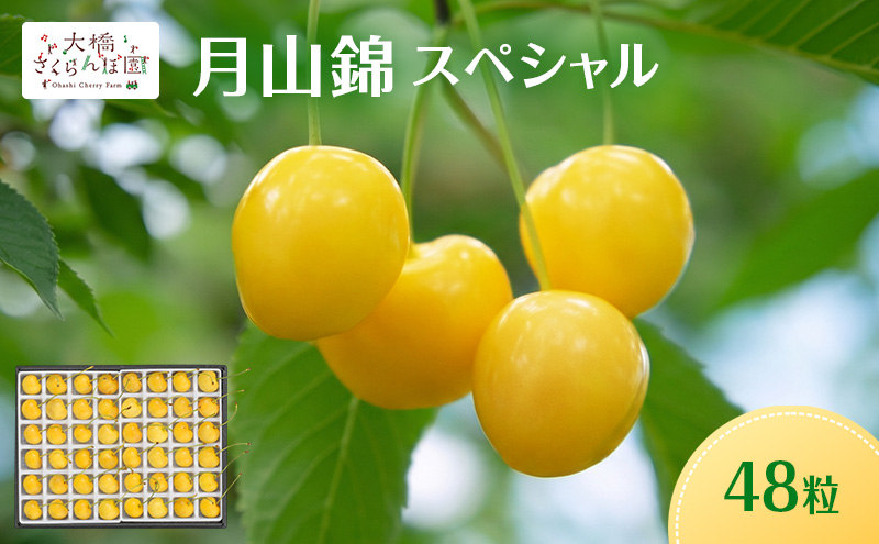 【先行予約】さくらんぼ 月山錦 スペシャル 48粒 化粧箱入 特選 大粒 フルーツ 完熟 サクランボ 果物 デザート 贈り物 ギフト 北海道 芦別市 送料無料