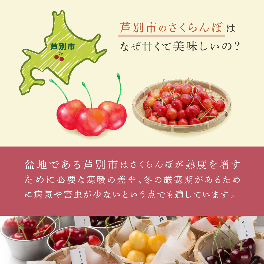冷凍さくらんぼ 月山錦 スペシャル 24粒 化粧箱入 黄色いさくらんぼ 希少種 大粒 完熟 高級 フルーツ 果物 デザート 北海道 芦別市
