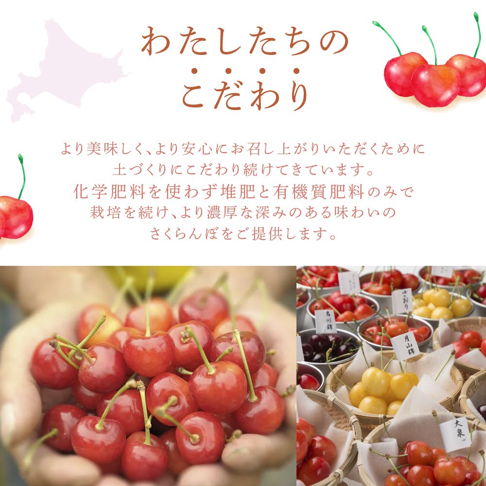 【先行予約】さくらんぼ 月山錦 スペシャル 24粒 化粧箱入 大橋さくらんぼ園 大粒 完熟 フルーツ 果物 さくらんぼの女王 贈答用 ギフト 北海道 芦別市 送料無料