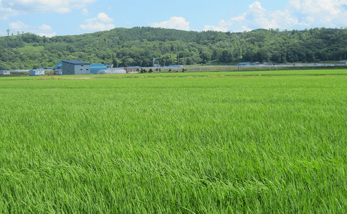 玄米 北海道赤平産 ゆめぴりか 10kg (5kg×2袋) 特別栽培米 米 北海道