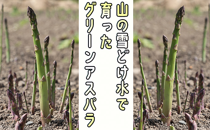 アスパラ 北海道 朝採り 春グリーンアスパラ 約1kg［ほりぐち農園］ ※2025年4月中旬出荷開始先行予約 野菜 アスパラガス グリーンアスパラ 旬 とれたて お取り寄せ 産地直送 生産者直送 