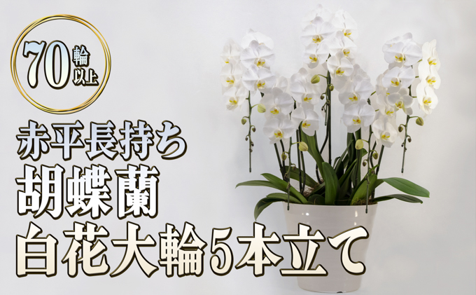 赤平長持ち胡蝶蘭白花大輪5本立て（70輪以上）