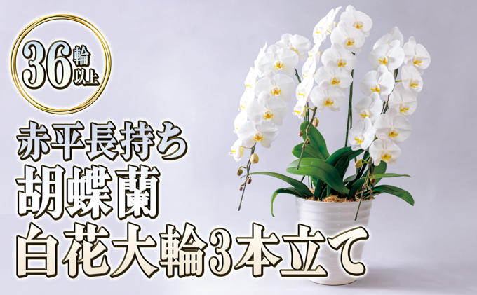 赤平長持ち胡蝶蘭白花大輪3本立て（36輪以上）