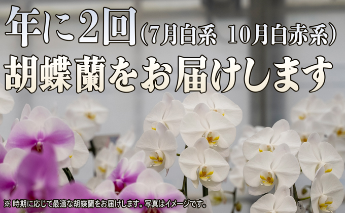 大輪胡蝶蘭の3本立ての年2回お届け（7月：白系、10月：白赤系）胡蝶蘭 花 ギフト プレゼント お祝い 贈り物  インテリア 植物 